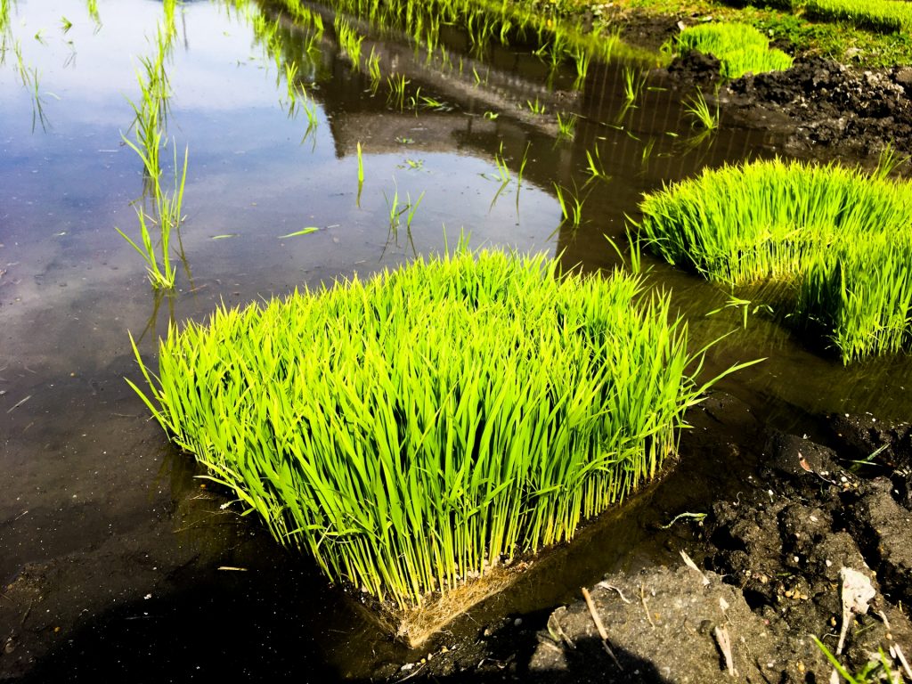 4901426 m 1024x768 植毛ってどんなことをするの？植毛の種類と料金などを紹介